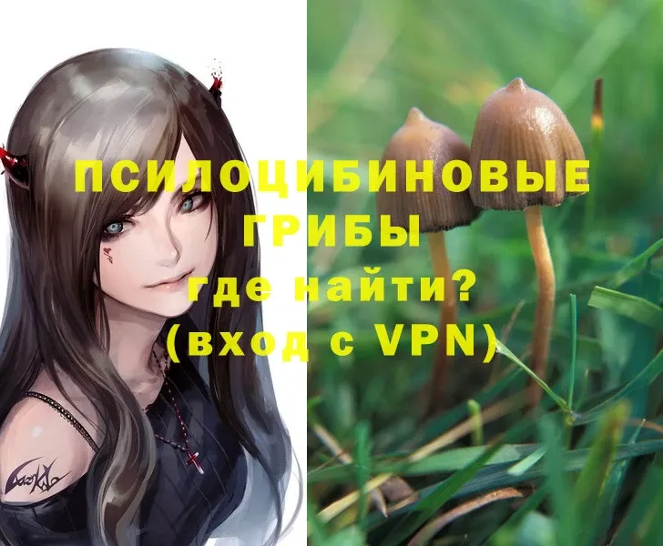 Галлюциногенные грибы Psilocybe  Уварово 